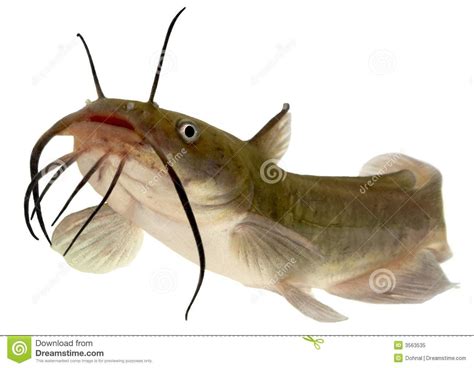 Brown bullhead stock image. Image of fish, single, sheatfish - 3563535 ...