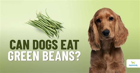 Are Green Beans Really Good For Dogs? - Dogs Naturally