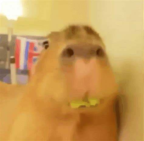 Share more than 136 capybara meme anime super hot - 3tdesign.edu.vn