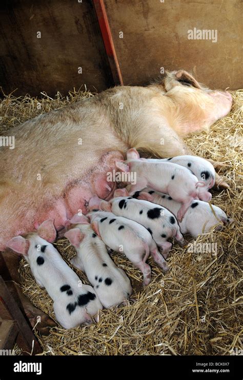 Gloucester Old Spot sow with her feeding piglets Stock Photo - Alamy