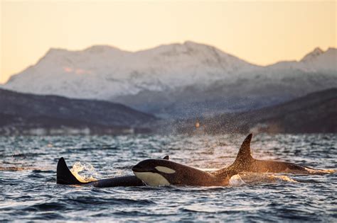 Sailors Are Scared of Orca Attacks, Here's How They Prevent Them