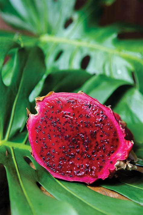 Dragon fruit | Edible South Florida