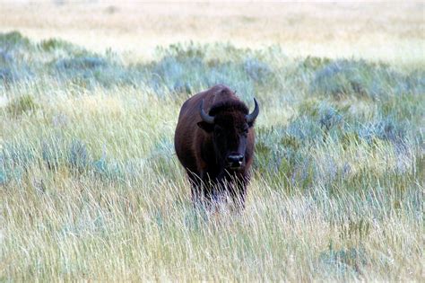 Bison Near Kelly Wyoming - Free photo on Pixabay - Pixabay