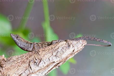 Eastern Fence Lizard 758611 Stock Photo at Vecteezy