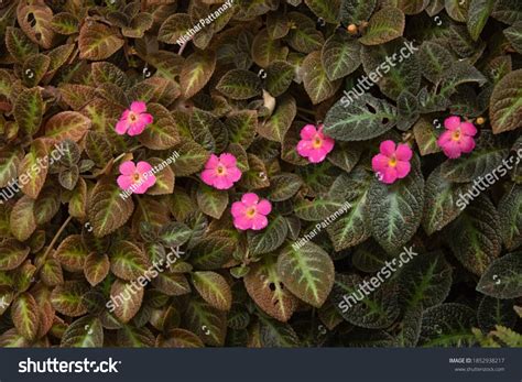 Episcia Plant Flowers Vertical Garden Stock Photo 1852938217 | Shutterstock