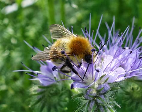 Urban Pollinators: Phacelia tanacetifolia – a great plant for bees