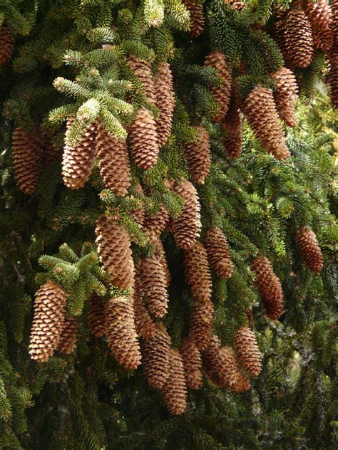 Images Gratuites : arbre, branche, plante, fleur, mûr, produire, à feuilles persistantes ...