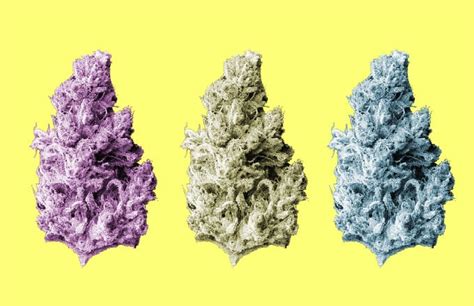 The 15 Best Weed Strains Right Now | Complex