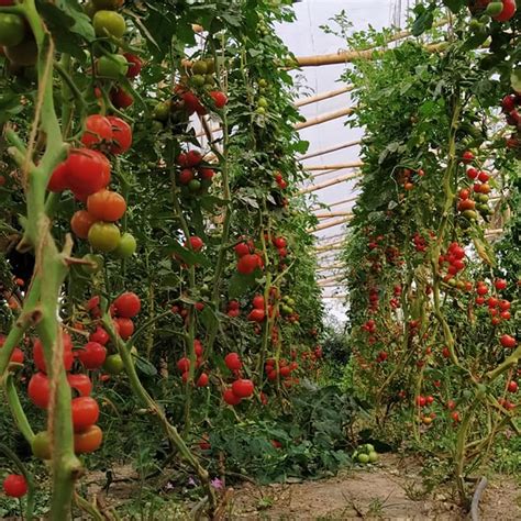 Tomato – Vine | Sahaja Seeds