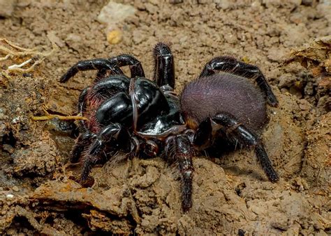 9 Most Terrifying Spiders Found in Afghanistan - A-Z Animals