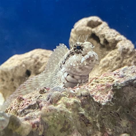 Salty Underground: Lawnmower Blenny (Salarias fasciatus)