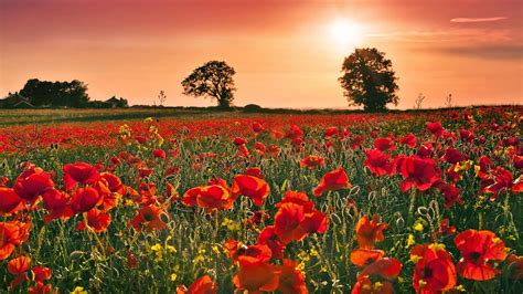 Red poppy flower field during sunset HD wallpaper | Wallpaper Flare