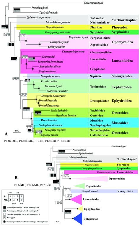 Phylogenetic trees of Brachycera families based on mt genome data. (A ...