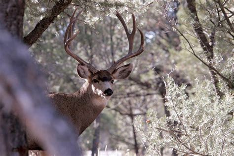 Wildlife Watching in Colorado Springs