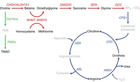 The genes and intermediates of the pathway linking choline metabolism ...