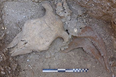 2000-year-old human remains and animal sacrifices found in Dorset