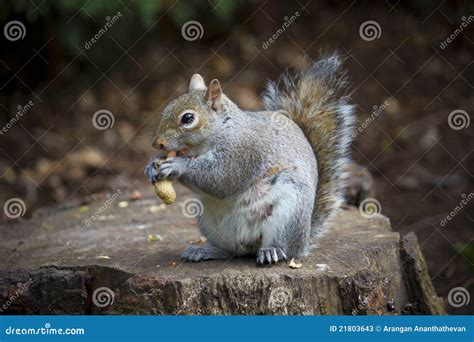 Squirrel eating peanuts stock image. Image of peanut - 21803643