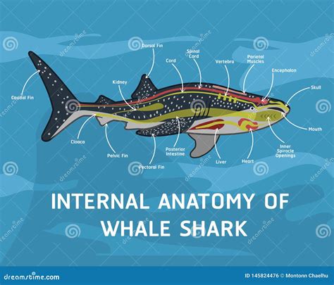 INTERNAL ANATOMY of WHALE SHARK Stock Vector - Illustration of repair ...