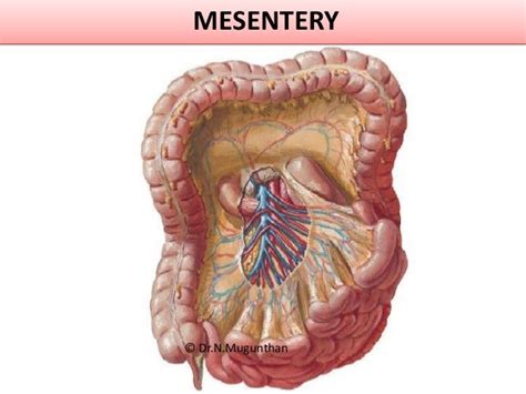 Mesentery, jejunum, ileum & superior mesenteric artery -PDF Lecture N…