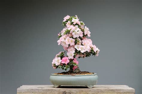 Bonsai Azaleas Rhododendron Snowy - Free photo on Pixabay