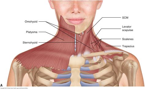 Anatomy Of Neck And Shoulder Muscles