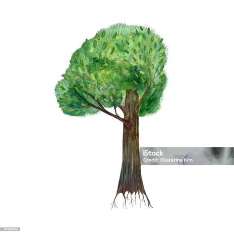 Handpainted Watercolor Tree With Roots Isolated On White Stock Illustration - Download Image Now ...