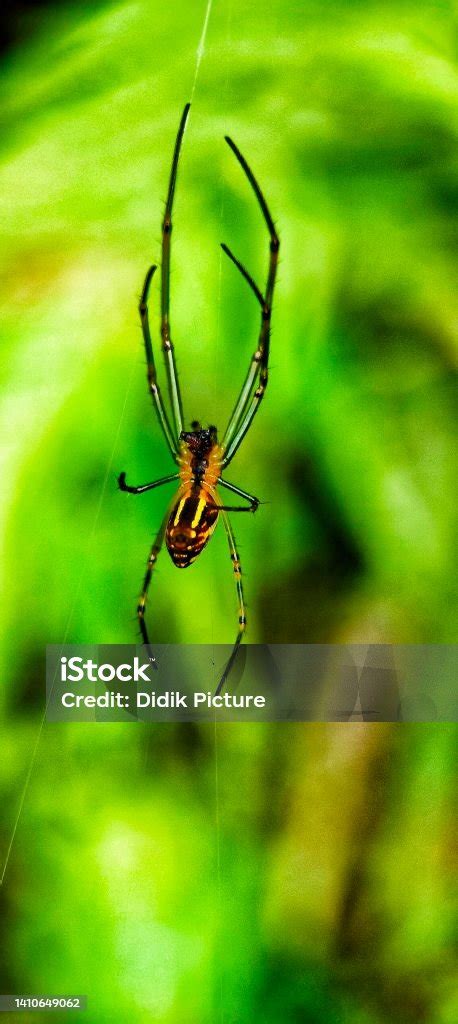 Spider With Long Legs Stock Photo - Download Image Now - Animal, Animal Body Part, Animal Leg ...