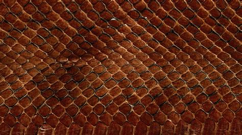 Download Wallpaper 2560x1440 Texture, Leather, Snake, Scales