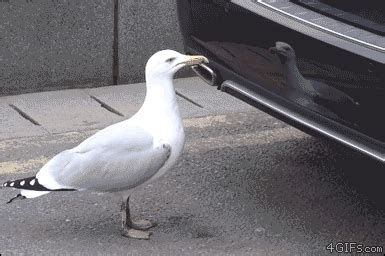 seagull gifs | WiffleGif