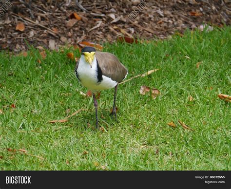 Masked Plover Spur- Image & Photo (Free Trial) | Bigstock