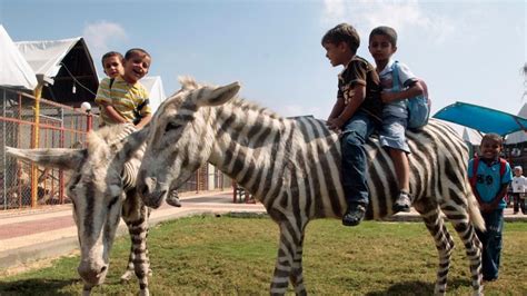 'Worst Zoo In The World' Closes In Gaza Strip As Animals Rescued | World News | Sky News