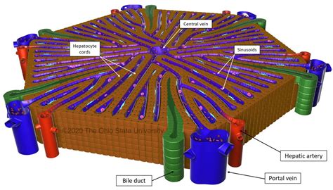 Hepatic blood supply – Veterinary Histology