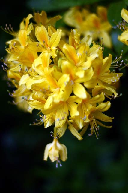 Honeysuckle Tree | I've come across a lot of honeysuckle in … | Flickr - Photo Sharing!