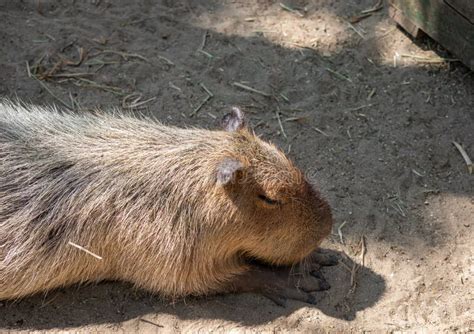 Close Up Capybara Was Sleeping on the Ground Stock Photo - Image of mammal, shadow: 174266490