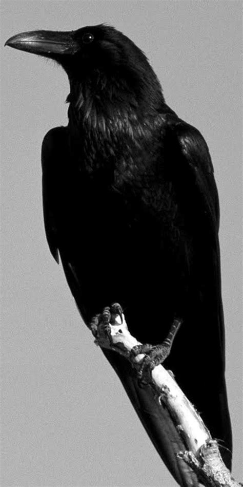 Raven myth! Raven, Myths, Bird, Animals, Animales, Animaux, Ravens, Birds, Crows