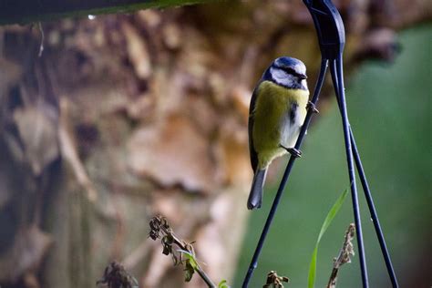 Blue Tit Bird - Free photo on Pixabay - Pixabay