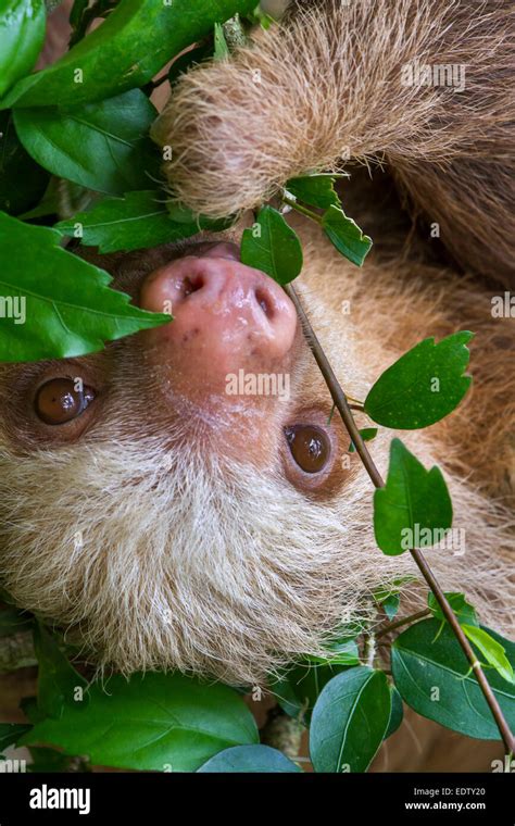 Hoffmann's two-toed sloth (Choloepus hoffmanni) eating tree leaves in ...