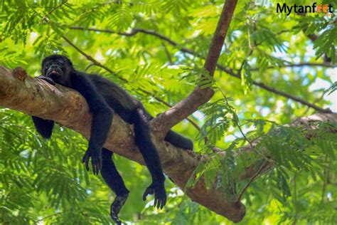 Palo Verde National Park: One of the Best for Wildlife Watching