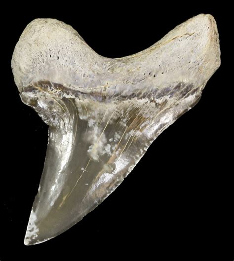 Good-Sized 1.89" Cretoxyrhina Shark Tooth - Kansas (#31637) For Sale - FossilEra.com