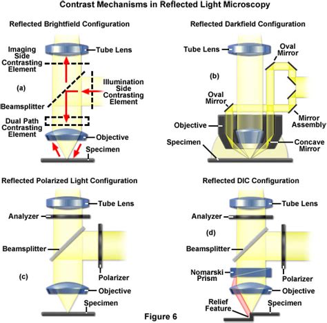 ZEISS Microscopy Online Campus | Microscopy Basics | Reflected Light ...