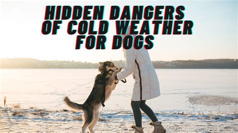 The hidden dangers of cold weather for dogs: Important tips all dog owners should know! - YouTube