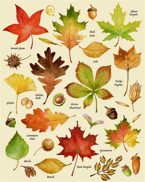 Autumn Leaves Print From Original Artwork Leaf Chart in Watercolor for ...