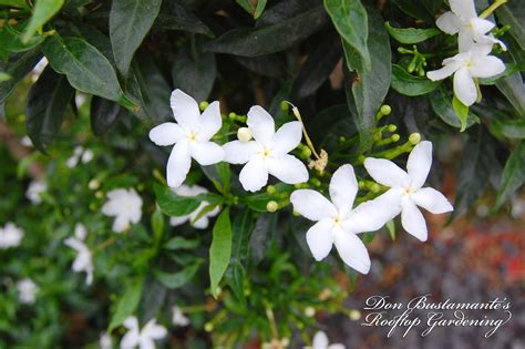 Don Bustamante's Rooftop Garden: White Angel