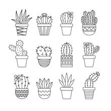 Baby Cactus Plant In White Pot Free Stock Photo - Public Domain Pictures