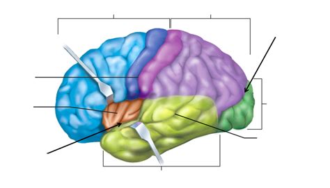 Telencephalon Diagram | Quizlet