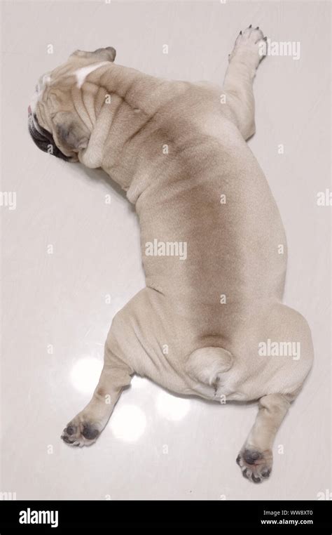 Sleeping english bulldog puppy Stock Photo - Alamy