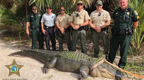 Massive alligator captured in Florida park: 'This may be the largest ...