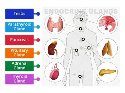 Endocrine System - Labelled diagram