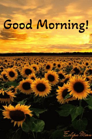 Good Morning Sunflowers GIF - Good morning Sunflowers Field - Discover ...