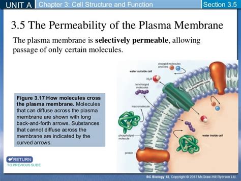 Biology 12 - Plasma Membrane Permeability - Section 3-5